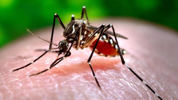dengue and Chikungunya virus