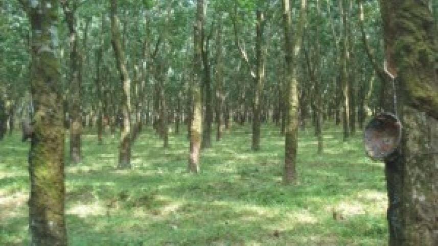 Tangail reserve forest