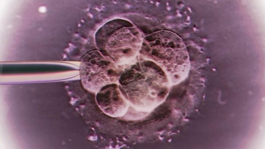 embryo-1.jpg