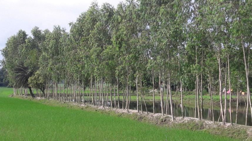 eucalyptus trees.jpg