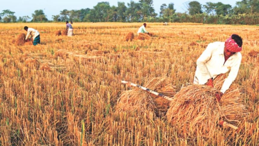 farmers harvesting.jpg