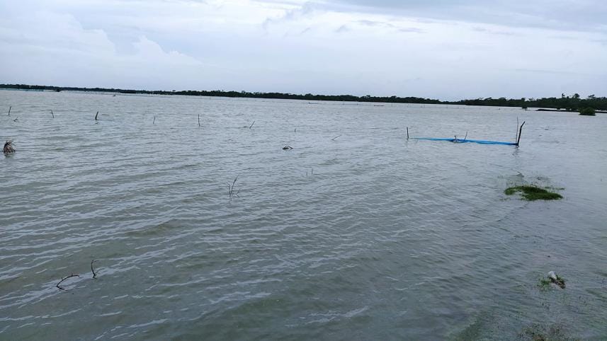 1000 fish enclosures in Bagerhat