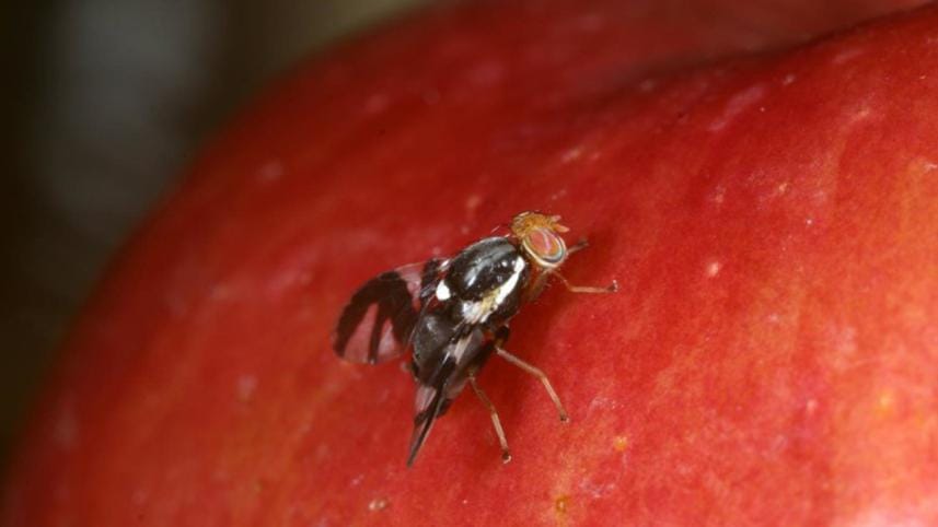 fruit-fly.jpg