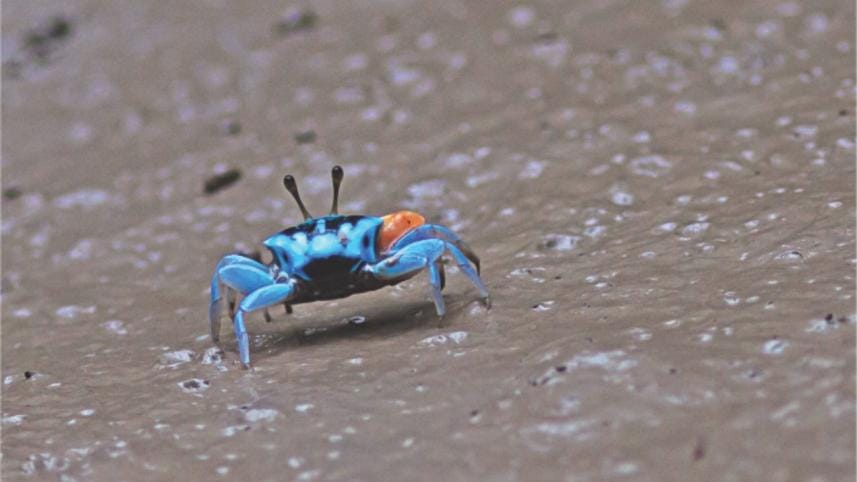 Gambling with the last glory of Bengal