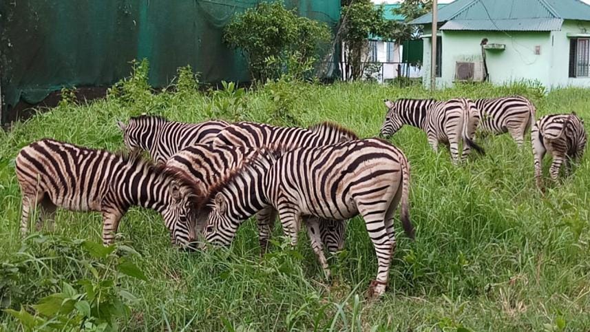Eight zebras released in Safari Park