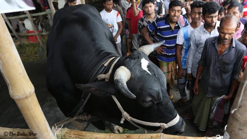 Eid Cattle Markets in Dhaka
