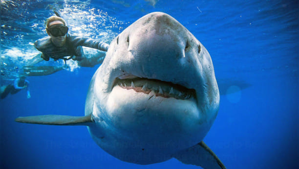Great white shark-wb.jpg