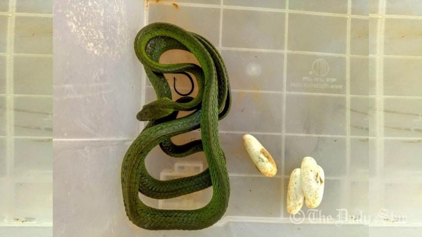 green-snake-mintu-wb.jpg