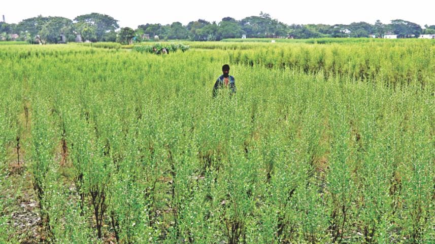 Growing colours  1.jpg