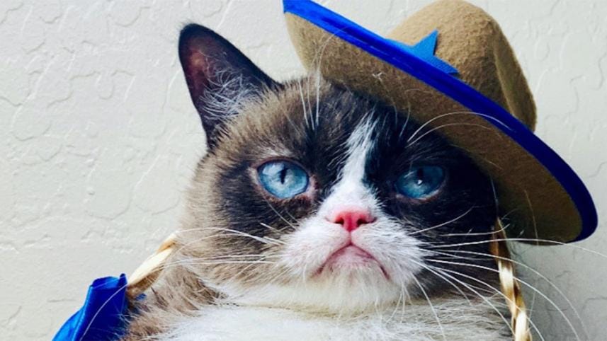 Grumpy-cat.jpg