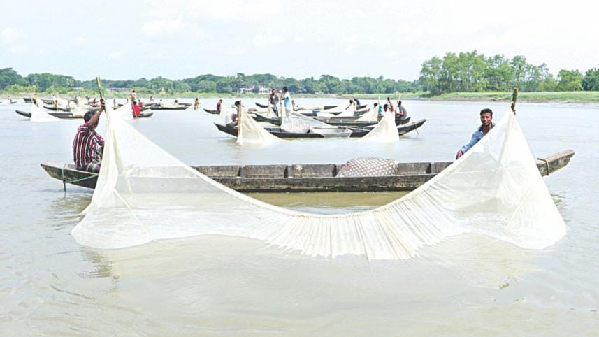 halda fish egg 1.jpg