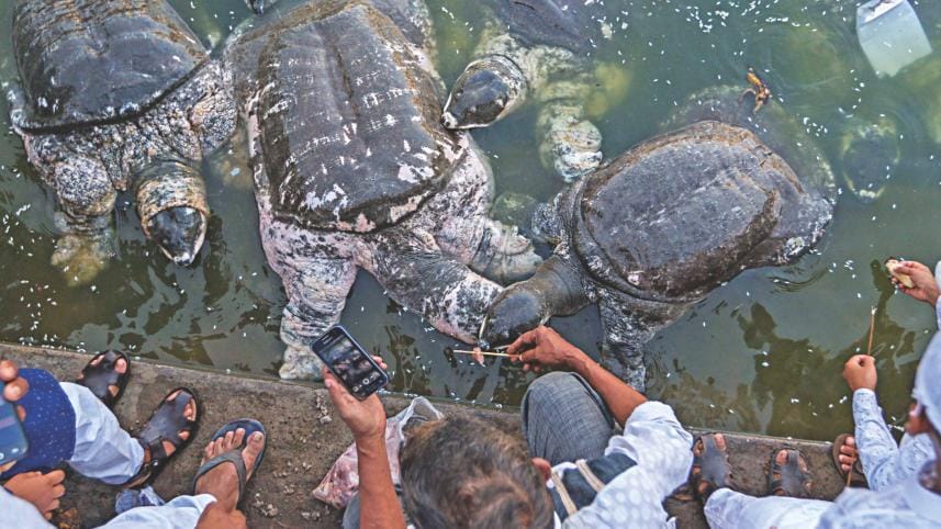 Hazrat Bayezid Bostami turtles 1.jpg