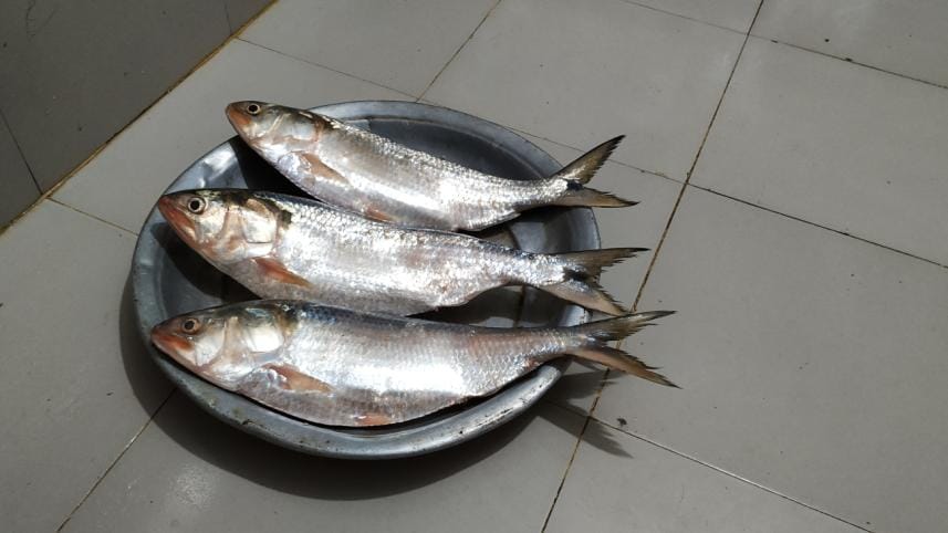 Hilsa fishing banned in Laxmipur