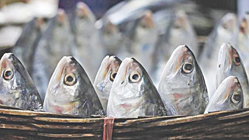 Hilsa