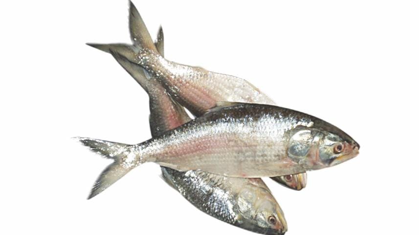 Hilsa Fish habitats under threat