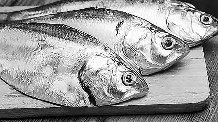 Hilsa Fish production