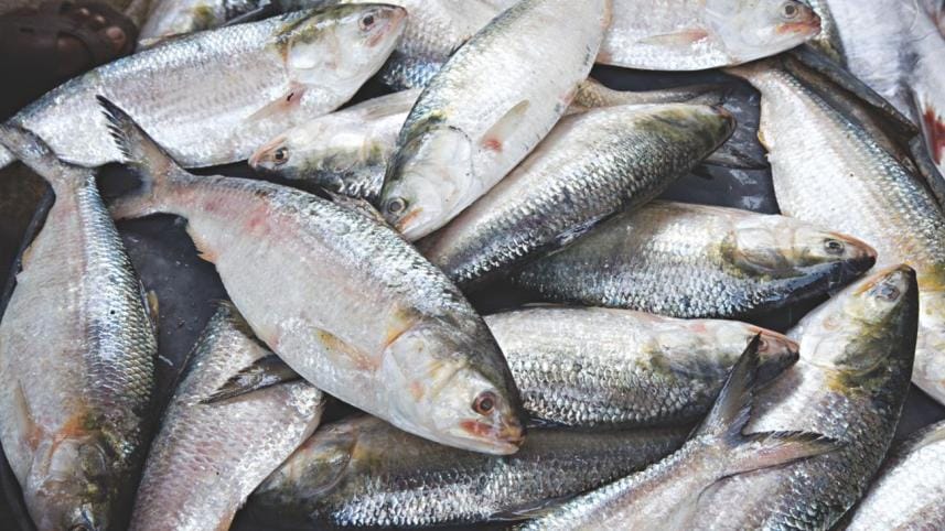 hilsa ban in bangladesh