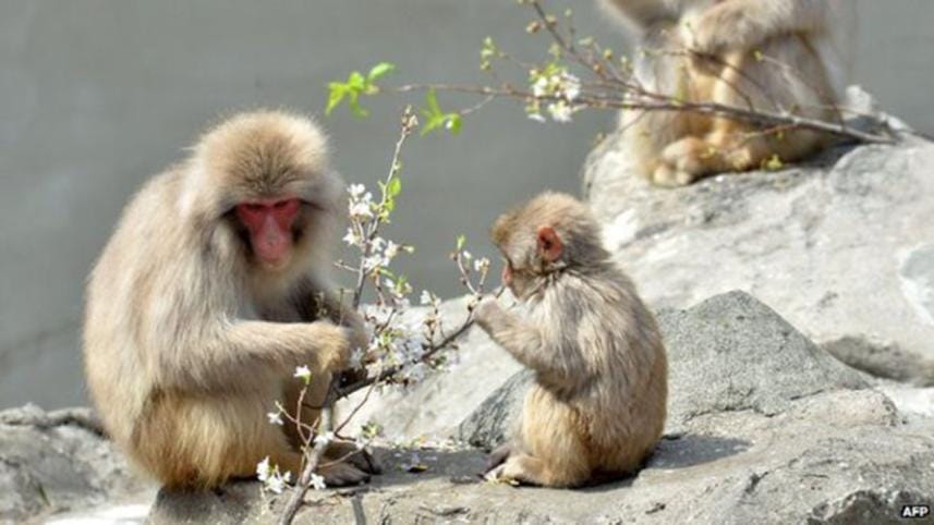japanese monkey new.jpg