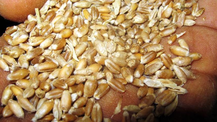 Jhenidah-wheat-01-wb.jpg