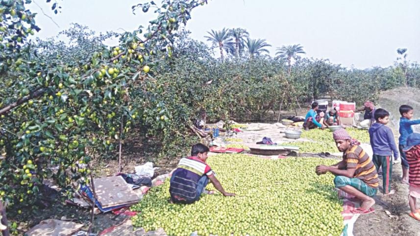 jujube heartland.jpg