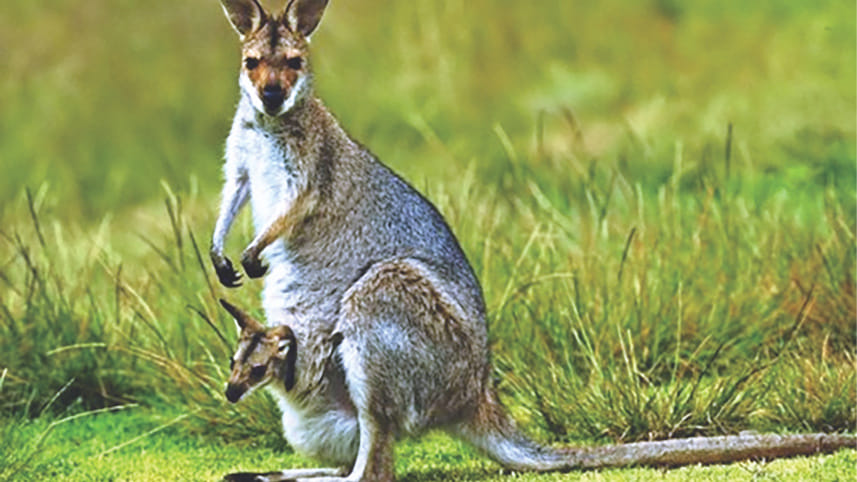 keeping Kangaroo hides.jpg