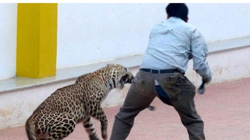 The leopard was tranquillised on Sunday evening