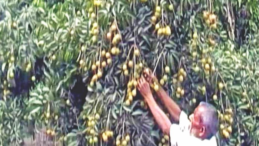 Litchi cultivation Gaibandha.jpg