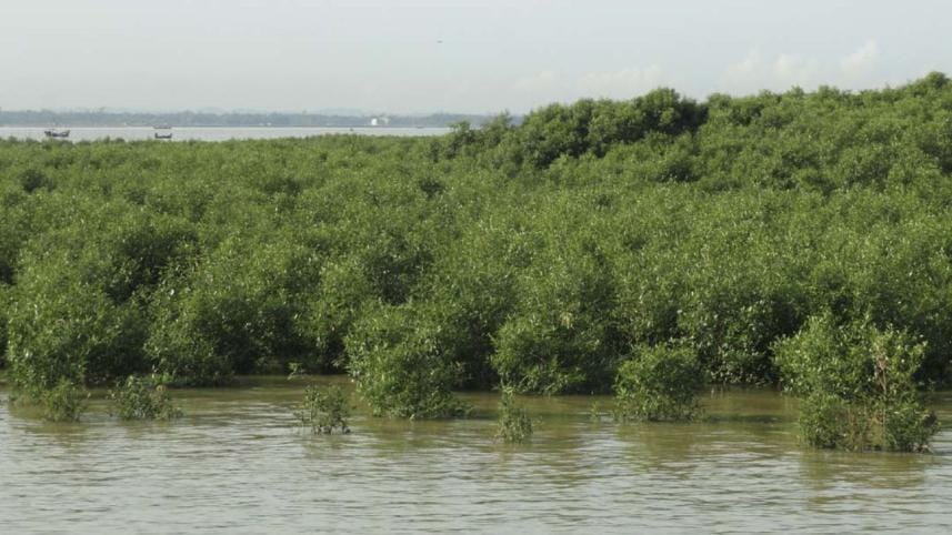 Little Sundarbans.jpg