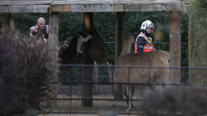 Fire at London Zoo, one aardvark missing