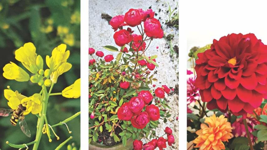 Loving and Living with Plants