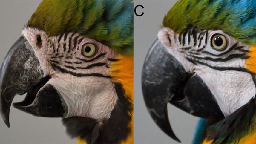 Macaw.jpg