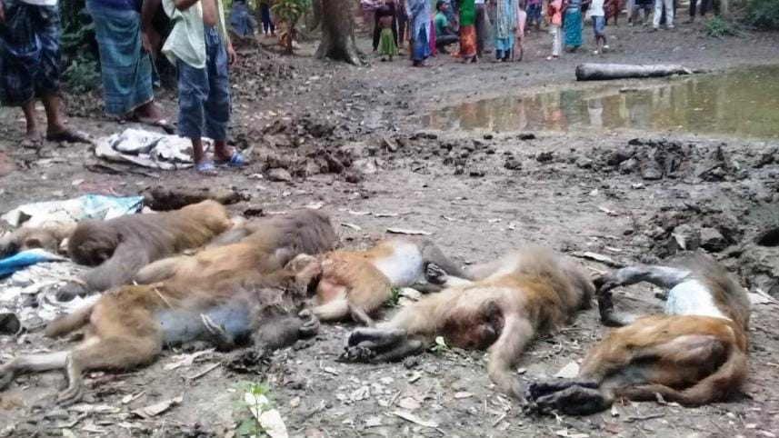 Madaripur monkeys