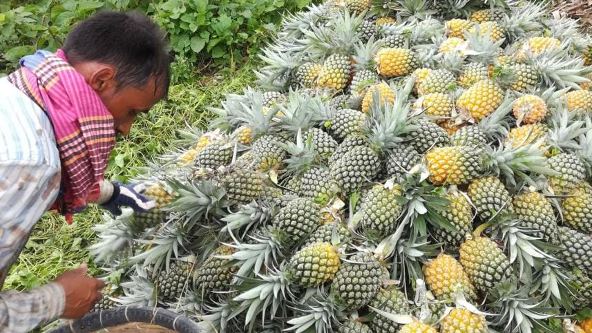 Madhupur-pineapples-1.jpg