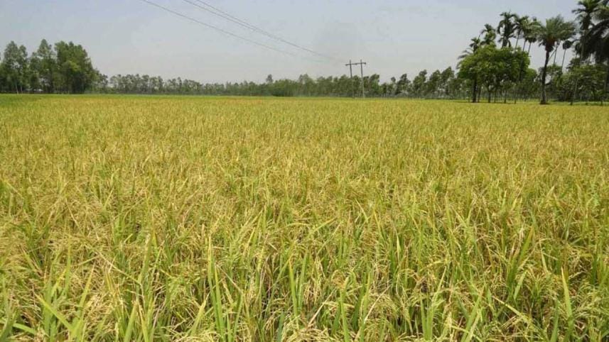 Mehedy-Hasan,-Rangpur