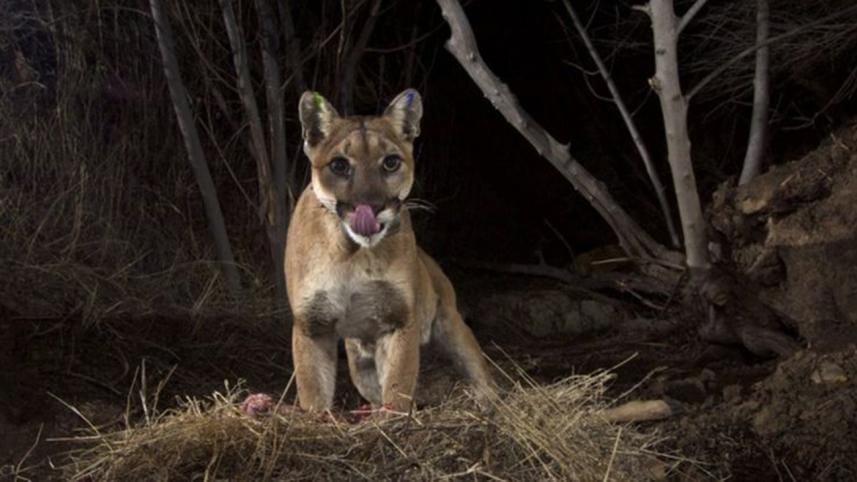Mountain Lions in Colorado
