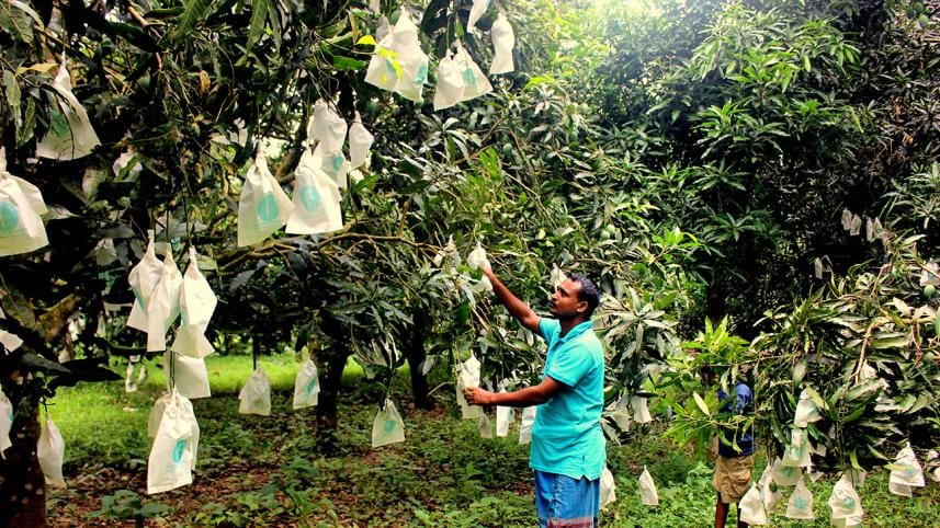 নানিয়ারচর আম (2).JPG