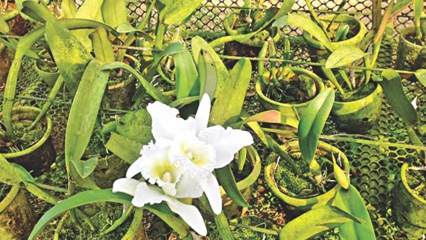 Orchids find a new home