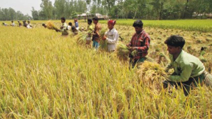 paddy harvest.jpg
