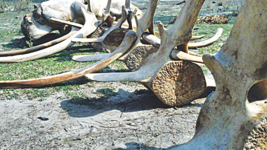 Parts of a skeleton.jpg