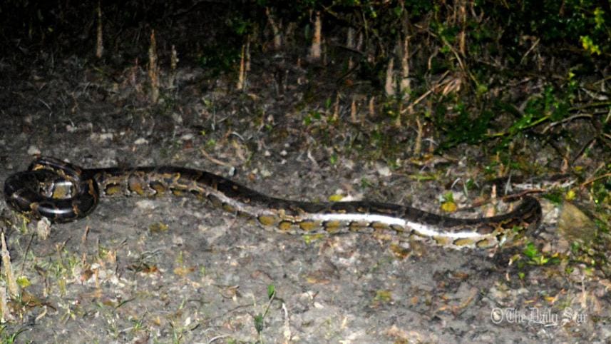 Rescued Python released