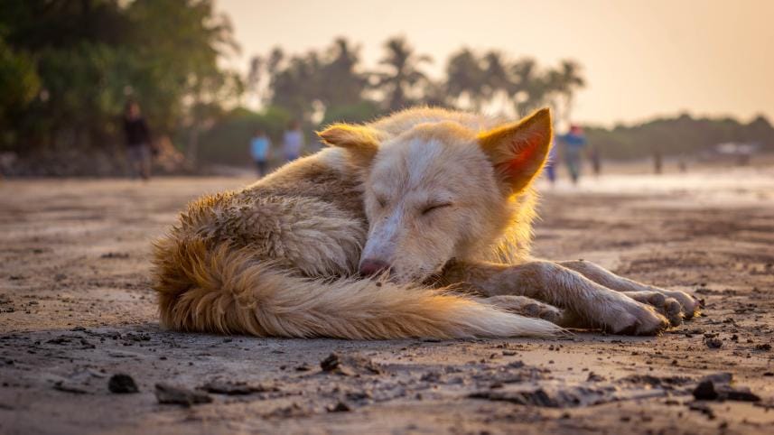 Photo-Zarif Faiaz (1 of 1).jpg