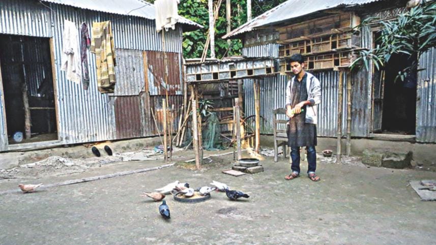 pigeon farming 1.jpg