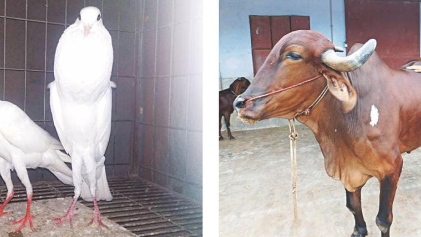 pigion and bull farm.jpg