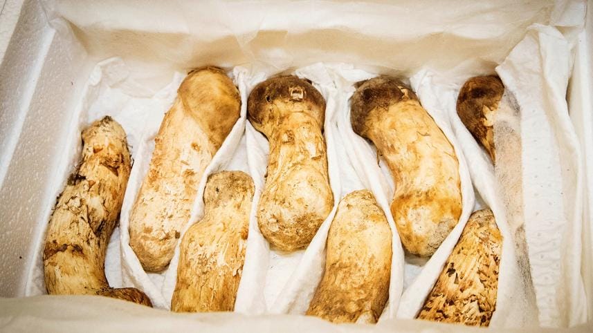 natural pine mushrooms