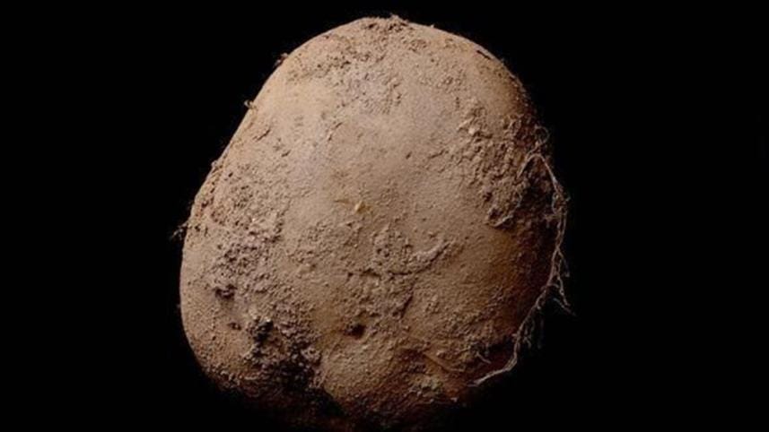 Potato-photo.jpg