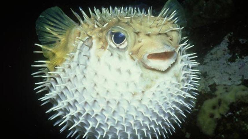 Pufferfish.jpg-web.jpg