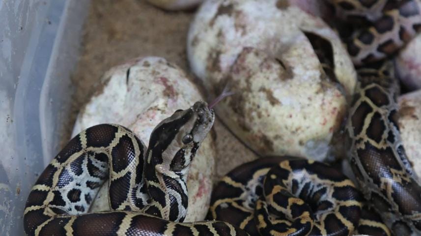 Pythons hatched in Chattogram Zoo