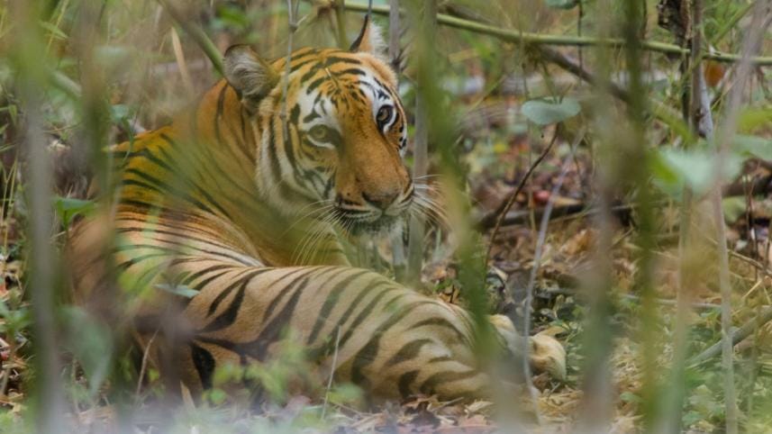 Will Bengal tigers really disappear from the Sundarbans?
