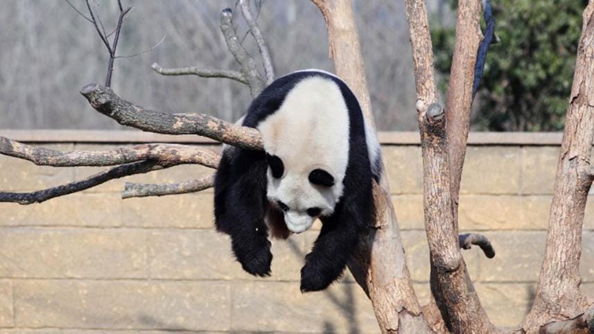 sleeping-panda