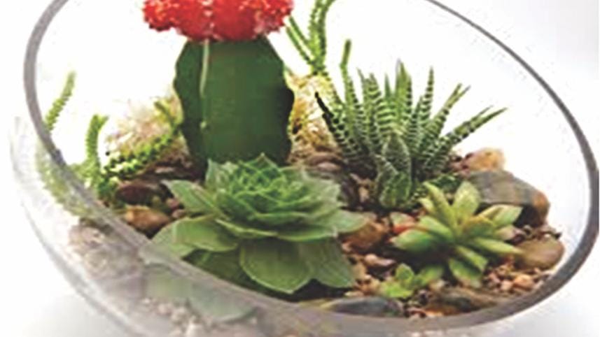 Succulents Rugged Beauty